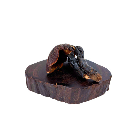 正西藏野生靈芝