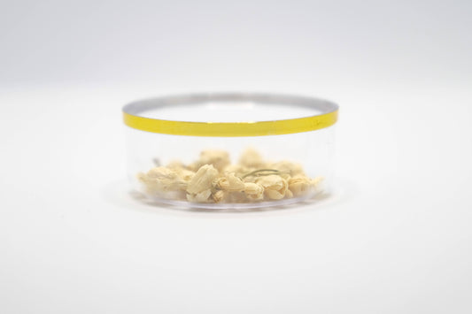 茉莉花(印尼產)