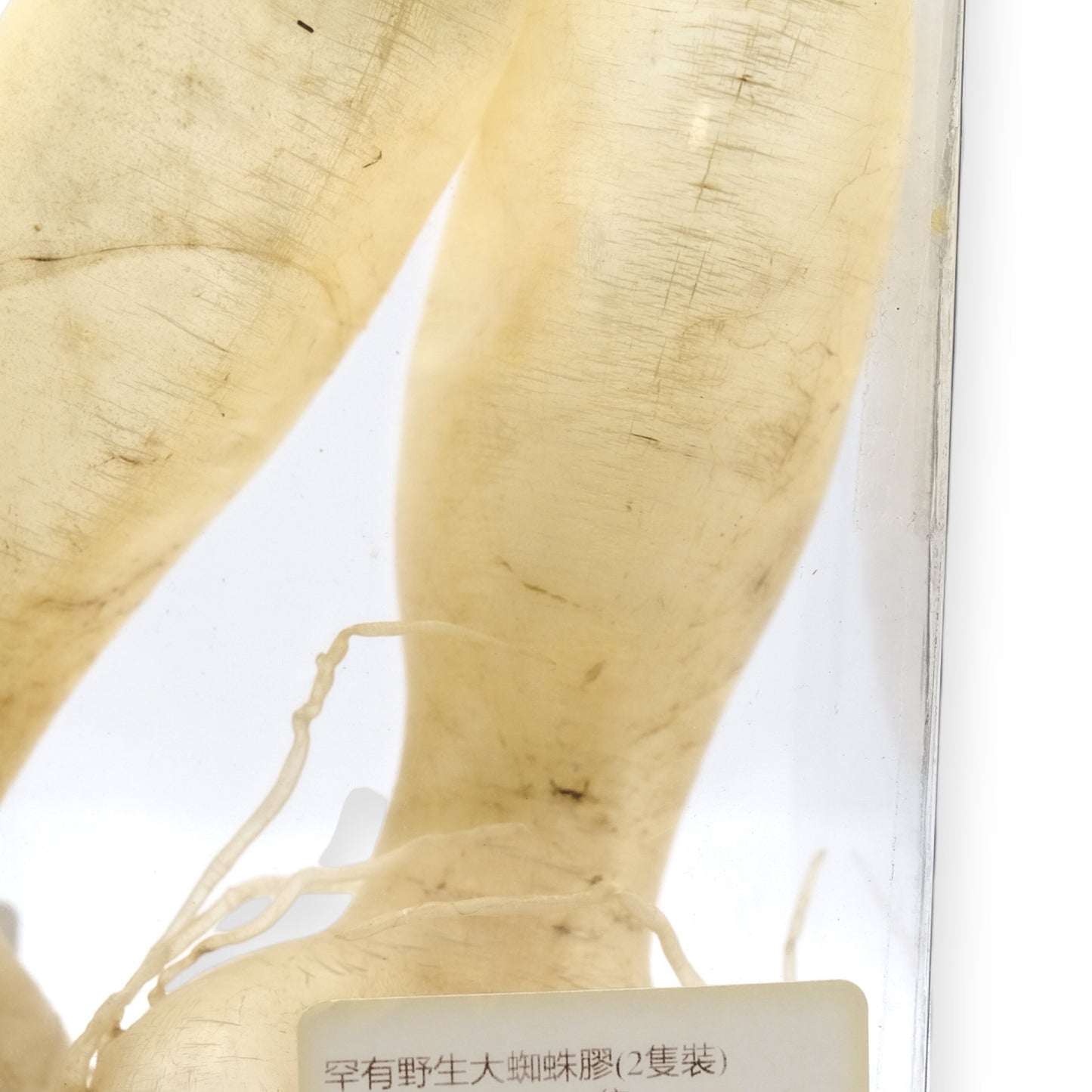 罕有野生大蜘蛛膠(2隻裝)