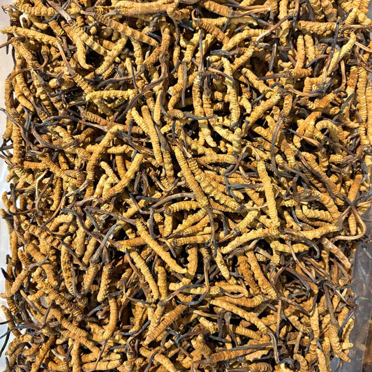 正宗西藏那曲頂級冬蟲草(皇)