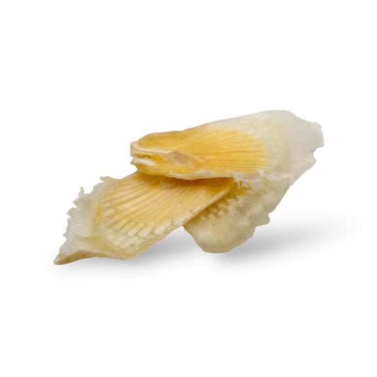 正宗西班牙牙揀翅骨