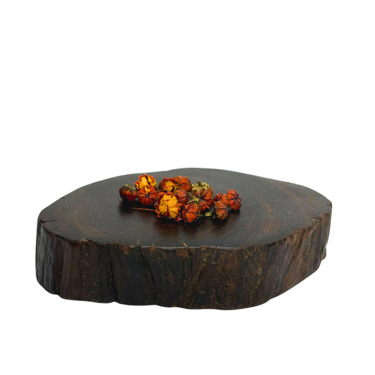 青藏高原野生雪菊